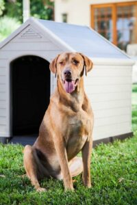 Curver Cuccia Per Cani in Resina Beige, resistente e pratica  