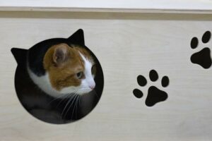 Casetta per gatti in legno Fiocca con design elegante e resistente, ideale per comfort e sicurezza del tuo animale.